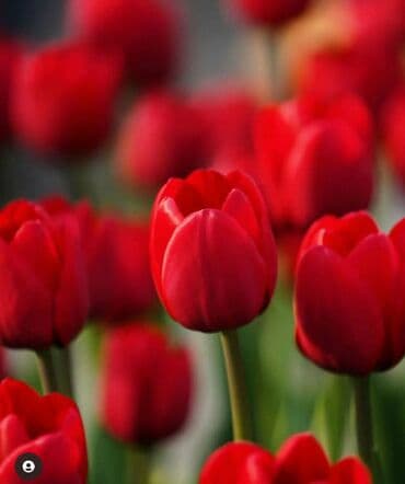 Gül magazasinda florist yaninda kömekci işi axtariram. sifirdan