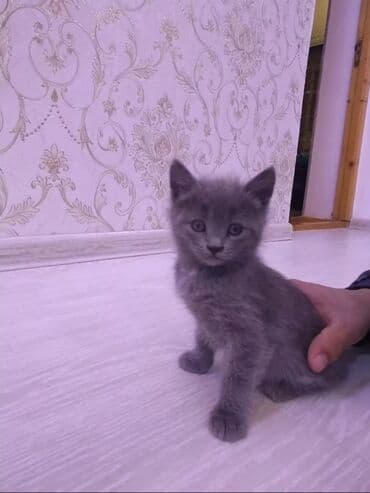 где можно купить котенка: Erkək, Dişi, Yaxşı əllərə, Ünvandan götürmə — 1