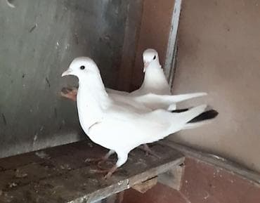 irşad electronics tovuz: Keven balalar 1 i 5 manat — 2