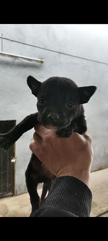 itler gence: Pitbul, 1 ay, Pulsuz çatdırılma — 3