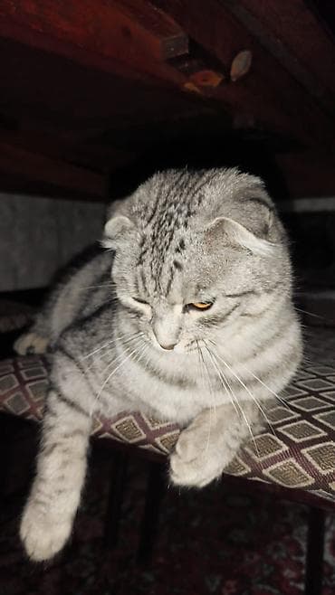pişik damı: Şotland, Dişi, Cütləşmə üçün — 1