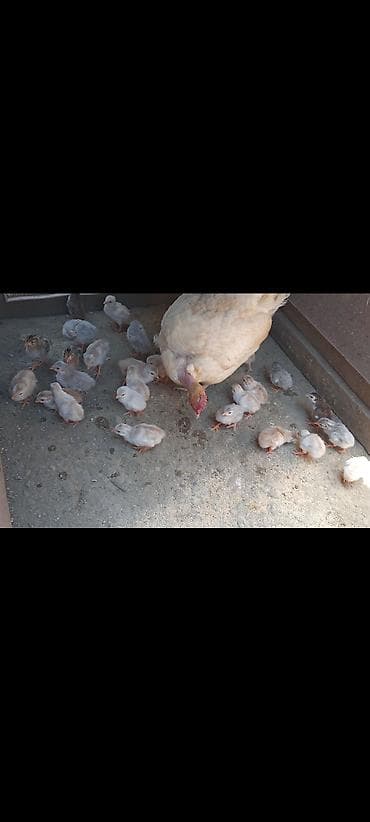 pulsuz video cat: 10 günlük firəng cucələri .Unvan Lənkəran.Bakıya 20yanvara və bəzi — 1