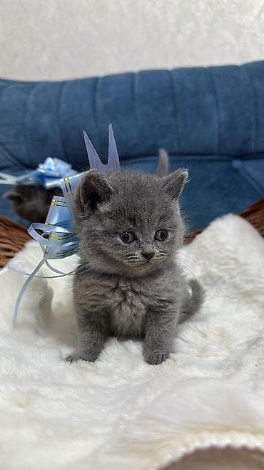 Britan, Pulsuz çatdırılma lalafo.az -da Britan, Pulsuz çatdırılma