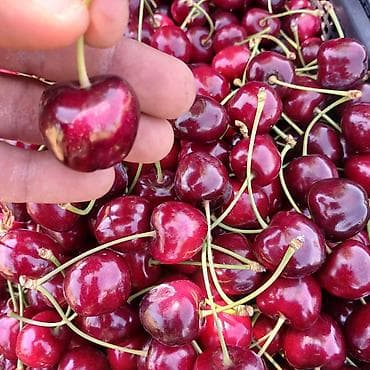 püstə ağacı satılır: Məhsul: Meyvə bağı (təsərrüfat sahəsi) Təsvir: - Səliqəli cərgələr — 7