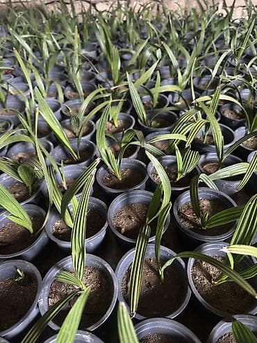 tradeskansiya bitkisi: FİNİK palması ( tropikal ) xaricdən gəlib 700 - 800 dənədi. Cox sayda — 3