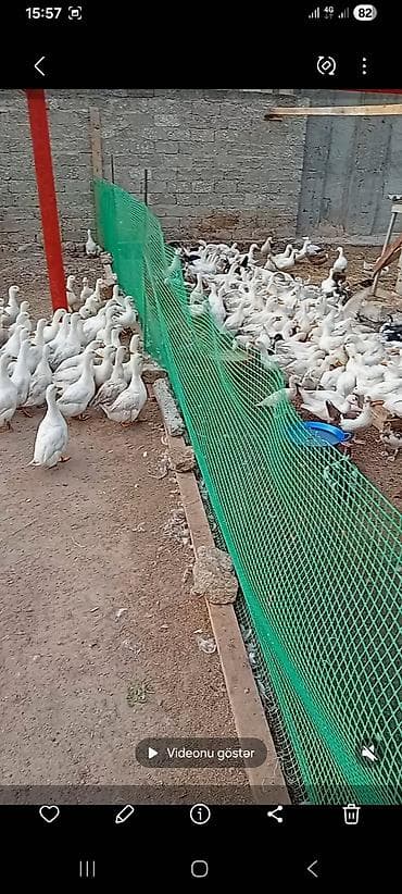 qaz ve ordek satisi: Pekin ordekleri satilir — 1