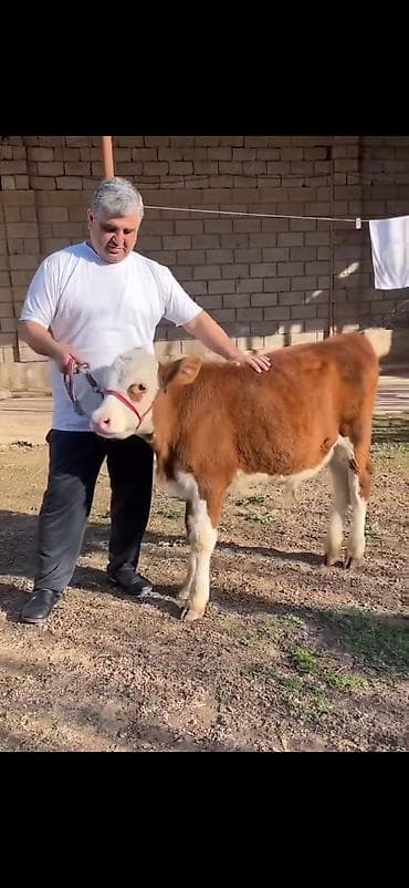 Satılır: simmental tipli dana - Cins: ətli istiqamət – simmental — 7