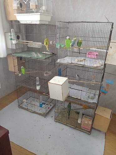5 ədəd qəfəs. 1ədəd 2li qəfəs hamsı 70 azn. Qəfəs iridi karella belə