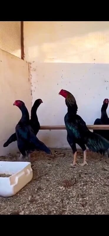 Ördəklər: Malay döyüş toyuqları – uzunboy, güclü bədən quruluşu və dik duruşlu — 2