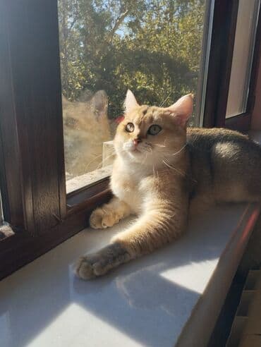 1 azn pişik: Qızıl şinşilla, Erkək, Cütləşmə üçün — 2