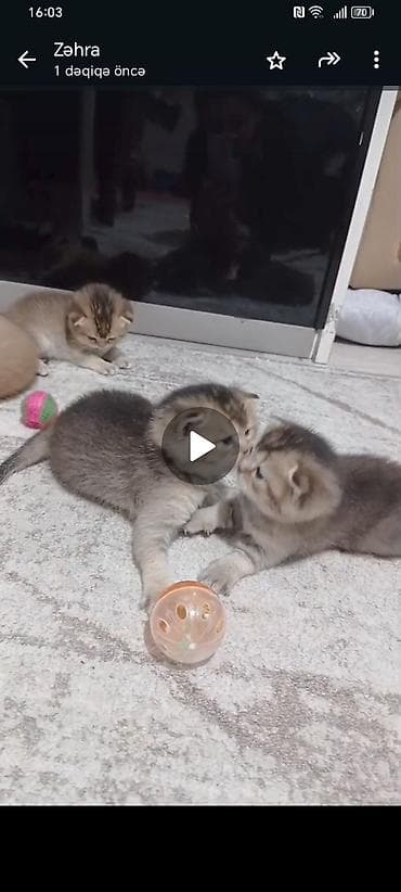 golden sinsilla: Qızıl şinşilla, Dişi, Yaxşı əllərə, Ünvandan götürmə — 3