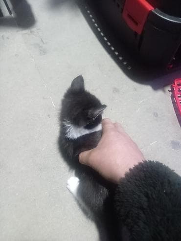 pişik yuvasi: 5 Dənə dir. Pulsuz Verlir yaxşı baxan olsun Allaha xatir — 3