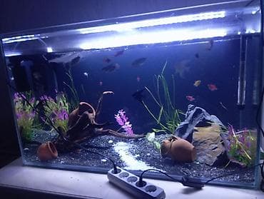 dana adları: Dördbucaq akvarium, Balıqlarla birlikdə, 300 l — 3