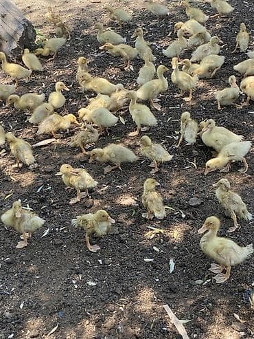 balaca cucə: Məhsul: Ördək balaları (cücə ördəklər) Təsvir: - Sarı tüklü, aktiv və — 2