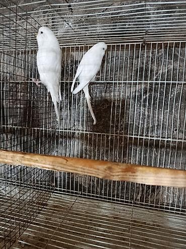 pers pisiyi satilir: 1 cüt tutuquşu satılır. İri quşlardır.Bir yaşları var.Yeni cütə — 3