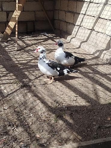 Другие животные: Saglamdilar hamis satilir qiymet danisariq — 6