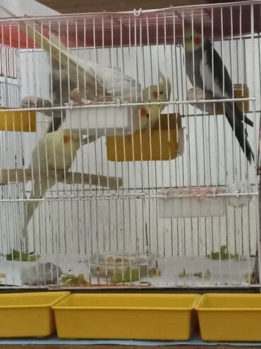 попугай корелла: Nimfa (Cockatiel) tutquşları – müxtəlif rənglərdə - Perçlər — 8