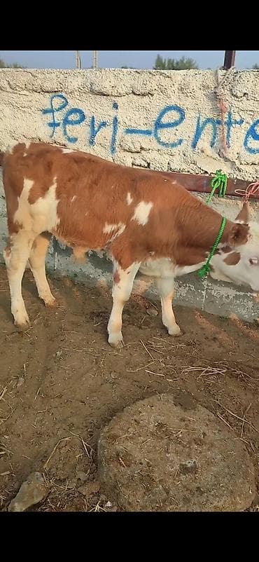 Simental cinsli dana - Rəng: qırmızı-ağ alaca, ağız-burun və baş ağ lalafo.az -da Simental cinsli dana - Rəng: qırmızı-ağ alaca, ağız-burun və baş ağ