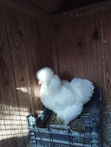 at satisi qiymetleri: Pon pon fere — 1