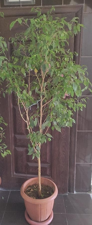 Fikus Benjamina (bənövşəyi-qəhvəyi plastik dibçəklə) - Növ: Ficus