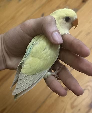 Quşlar: Salam 45 günlük baladı.Tam sağlam və aktiv quşdu. Real alıcıya enditim — 4