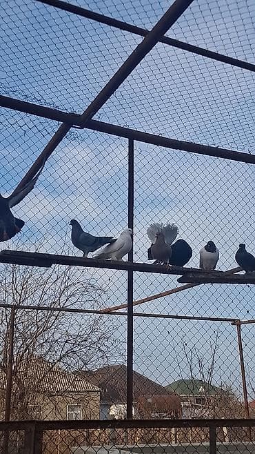 ВАЗ (ЛАДА): Satılır — 3