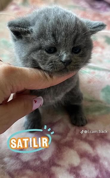 Şotland yastı qulaq cins bala pişikler, erkek ve dişi her ikisi de