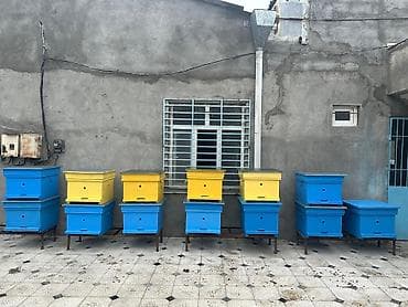 ətlik inək cinsləri: Arıçılıq üçün taxta arı pətəkləri - Model: çoxkorpuslu taxta pətək - — 1