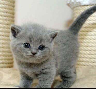 scottish fold qiyməti: Britan, Erkək, Cütləşmə üçün, Ödənişli çatdırılma — 2