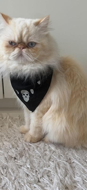 Pişiklər: Fars, Erkək, Cütləşmə üçün — 5