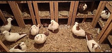 Tecli satlir qimzi sari nislar riyal alclar buyursun optvoy satlir tek