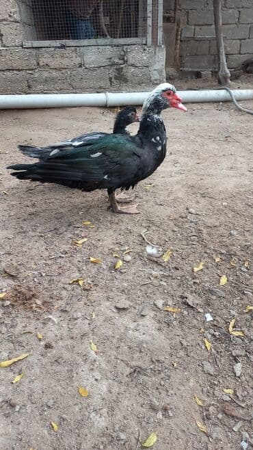 Muşkovi ördəklər (indoutka) – müxtəlif rənglərdə Məhsul təsviri: - lalafo.az -da — 1 Muşkovi ördəklər (indoutka) – müxtəlif rənglərdə Məhsul təsviri: - — 1