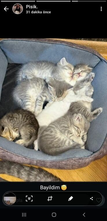 şotlan pişik: Şotland yastı qulaq, Erkək, Dişi, Yaxşı əllərə, Ünvandan götürmə, Pulsuz çatdırılma, Ödənişli çatdırılma — 193