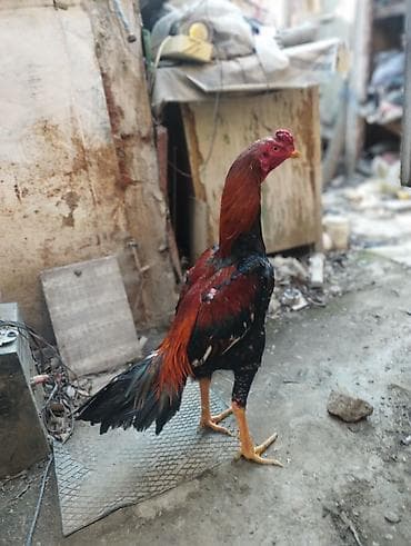 Bece iyul becedi ela bece isdeyenler elaqe saxlasin real alana endirim — 3