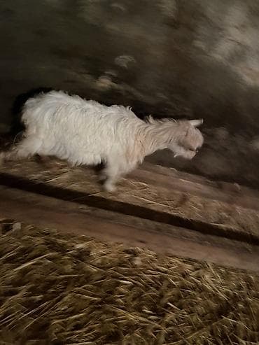 heleb kecisi: 1 erkey 1 dişi . Qiymet 1 denesine aiddi real aliciya cuzi endirim — 6