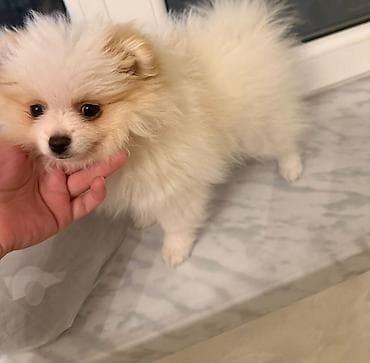 albay itleri: Şpitz — 1