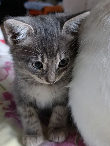 кот в добрые руки: В добрые руки — 14