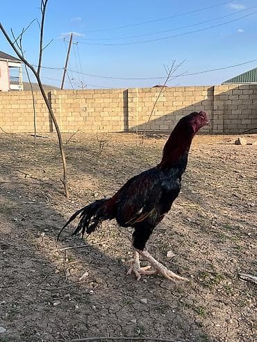 heyvan bazari itler: Xoruz, Heyratı, il: 2, Ünvandan götürmə — 3