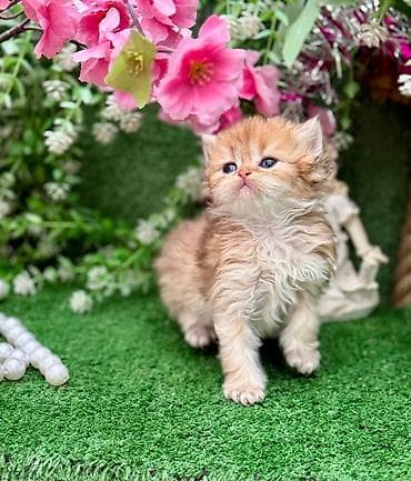 bengal pisik: Şotland yastı qulaq — 4