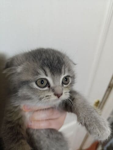 американский вислоухий кот: Шотладская вислоухая — 5