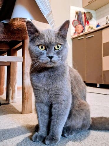 pişik üçün daraq: Yaxşı əllərə — 2