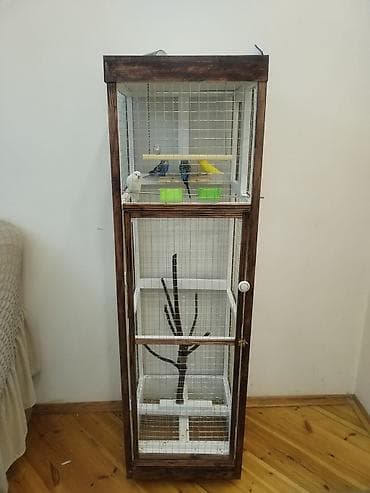 bulbul kanareyka: Ev quşları üçün hündür qəfəs — 4