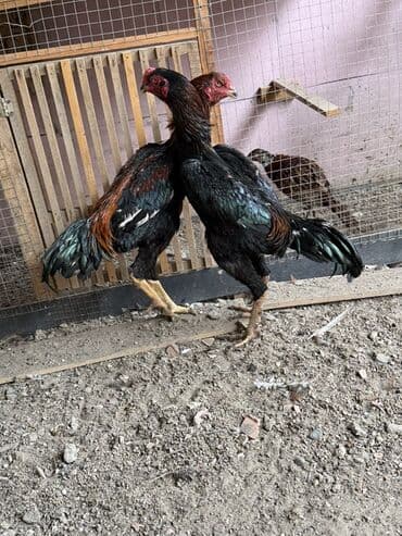 K/t heyvanları üçün mallar: 7 aylıq beçələrdi cüt 150 azn — 3