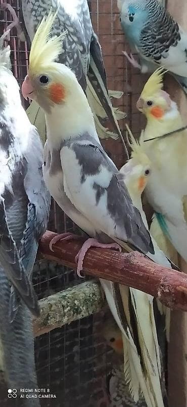 kirpi satisi: Salam. Karella adi ile taninmis olan quslar satilir'yaslari 1ay 15 — 9