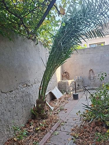 Xurma (xurma xurması) palmı – həyət və bağ üçün dekorativ iri palma