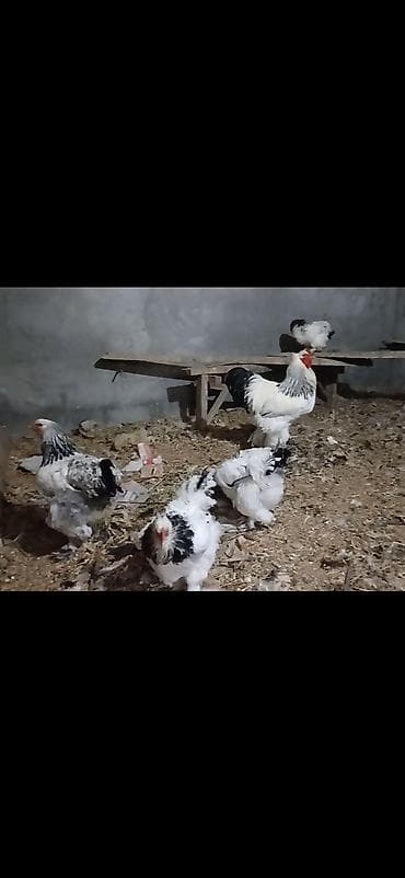 ucuz toyuq satisi: Toyuq, Brama, Damazlıq — 2