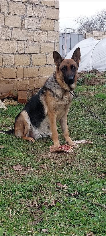 nemeski afçarka: Alman çoban iti, 1 il, Dişi, Peyvəndli, Ödənişli çatdırılma — 2