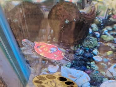 американский плоскоухий членистоногий когтеступ: Qırmızı yanaq su tısbağalar. Şəkillərdə müxtəlif naxışlı, dekorativ — 8