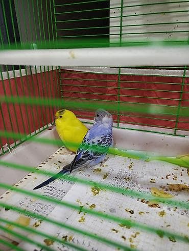 papuqay gence: Məhsul: Dalmatin və klassik rəng çalarlarında (sarı-yaşıl, mavi-yaşıl — 3