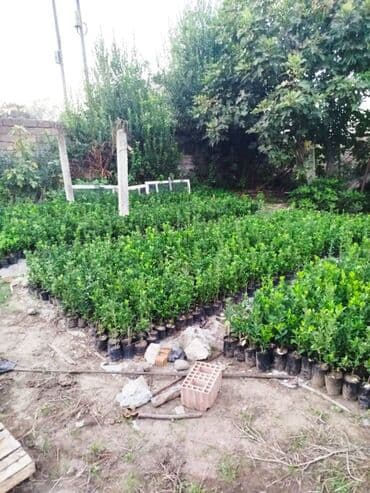 tut aragi satilir: Dekorativ agaclar — 1